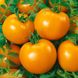 Семена томата (помидора) Оранж Флейвор F1