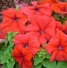 Семена цветов петунии грандифлоры Лимбо F1, 1000 шт (драже), красный