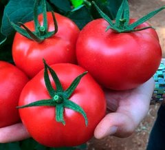 Насіння томату (помідора) Маско F1