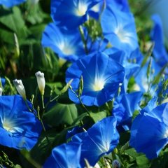 Насіння квітів іпомеї Блакитна Зірка