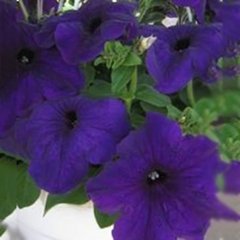 Семена цветов петунии грандифлоры Танака F1, 250 шт. (драже), синий