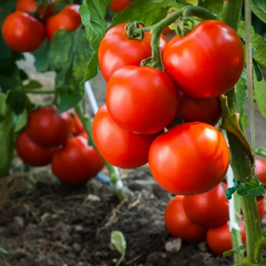 Насіння томату (помідора) Таня F1, 10 шт