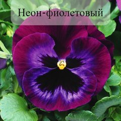Семена цветов виолы виттроки Колосcус F1, 100 шт, неон-фиолетовый