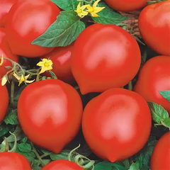 Насіння томату (помідора) Ісла-Гранде F1, 250 шт