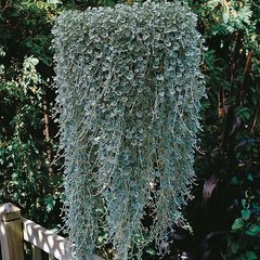 Насіння квітів дихондри Срібний водоспад, 100 шт