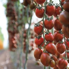 Насіння томату (помідора) KS 277 F1