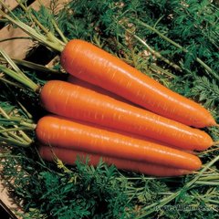 Насіння моркви Нантес Скарлет F1, 500 г