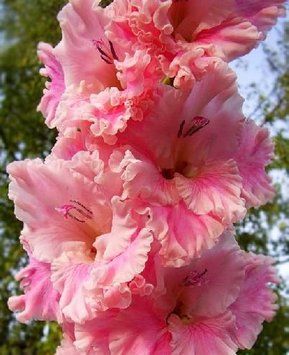 Цибулини гладіолуса Самара (Samara), 2 шт.