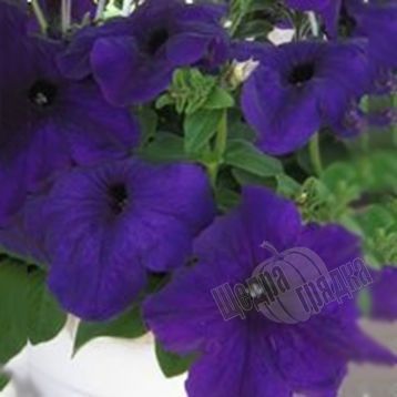 Насіння квітів петунії грандіфлори Танака F1, 250 шт. (драже), синій