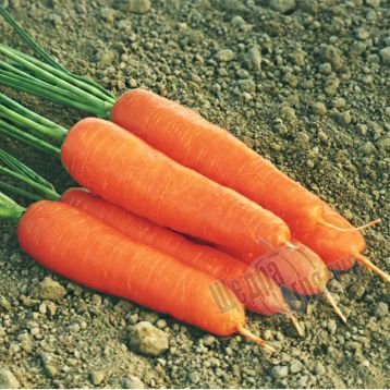 Семена моркови Нантес Скарлет F1