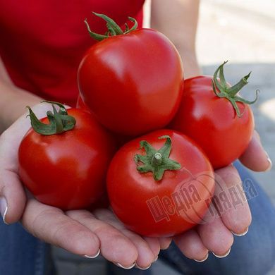 Насіння томату (помідора) Асвон F1