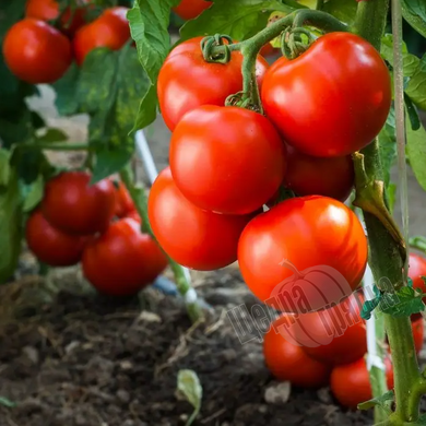Семена томата (помидора) Таня F1, 10 шт