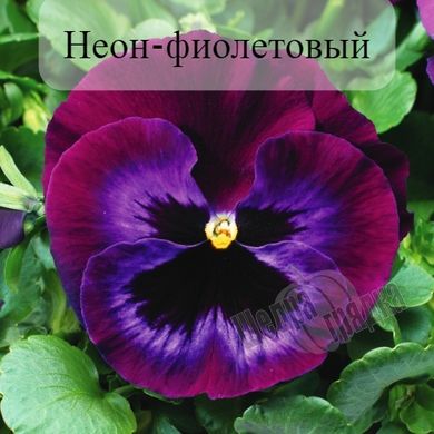 Насіння квітів віоли віттроки Колосcус F1, 100 шт, неон-фіолетовий