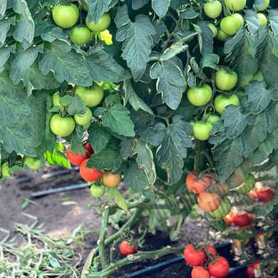 Семена томата (помидора) Маско F1
