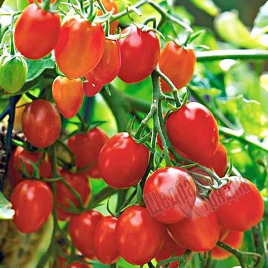 Насіння томату (помідора) Ріо Гранде