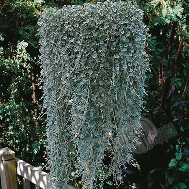 Семена цветов дихондры Серебряный водопад, 100 шт