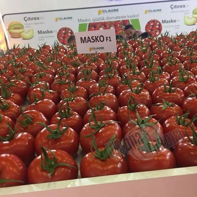 Семена томата (помидора) Маско F1