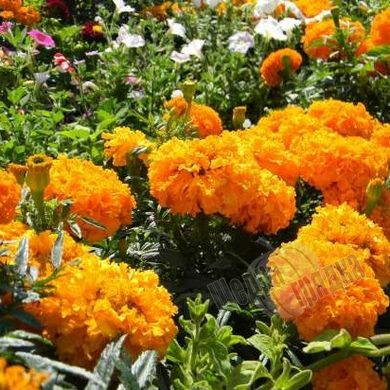 Семена цветов бархатцев Эквинокс, 5 г, оранжевый