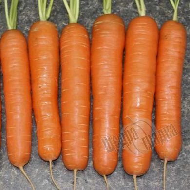 Насіння моркви Нантес Скарлет F1