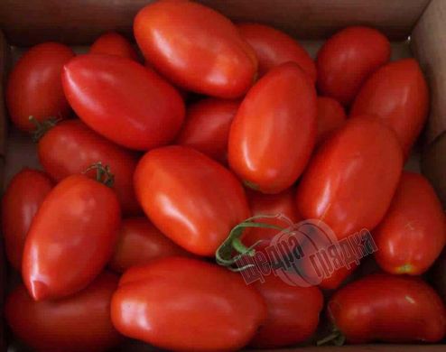 Насіння томату (помідора) Ріо Гранде