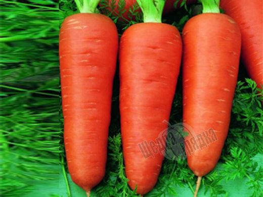 Насіння моркви Роял Шансон