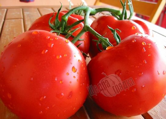 Семена томата (помидора) Тести F1