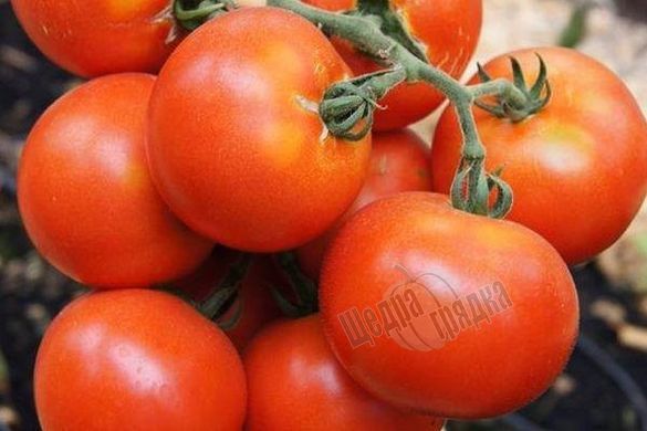 Семена томата (помидора) Тести F1
