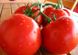 Насіння томату (помідора) Тесті F1