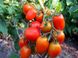 Насіння томату (помідора) Ріо Гранде, 0,5 г