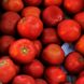 Семена томата (помидора) Таня F1, 10 шт