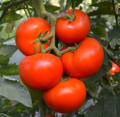 Семена томата (помидора) Тойво F1, 250 шт