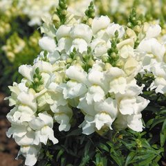 Насіння квітів антиринуму Опус F1, 100 шт, білий