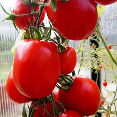 Насіння томату (помідора) Ріо Фуєго, 1000 шт