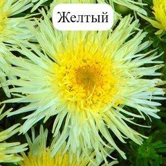 Семена цветов астры Си Старлет, 20 шт, желтый
