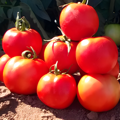 Семена томата (помидора) Бехрам F1, 10 шт