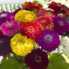 Насіння квітів цинії витонченої Гіганти Бенарі, 10 шт, суміш