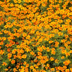 Насіння квітів чорнобривців Оріндж Джем, 0,1 г