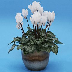 Насіння квітів цикламена перського Брігітта
