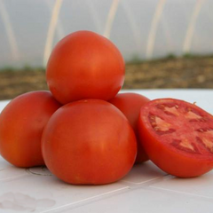 Насіння томату (помідора) Шеді Леді F1