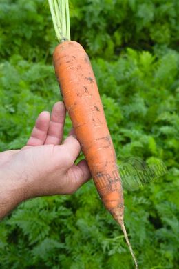 Насіння моркви Балтімор F1