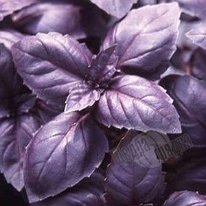 Семена базилика фиолетового Темный Опал F1