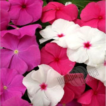 Насіння квітів катарантуса (барвінку) Раймонд F1, 100 шт, суміш