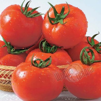 Семена томата (помидора) Шеди Леди F1, 20 шт
