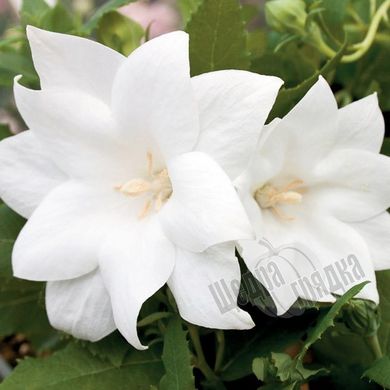 Насіння квітів платикодону Астра, 100 шт, білий