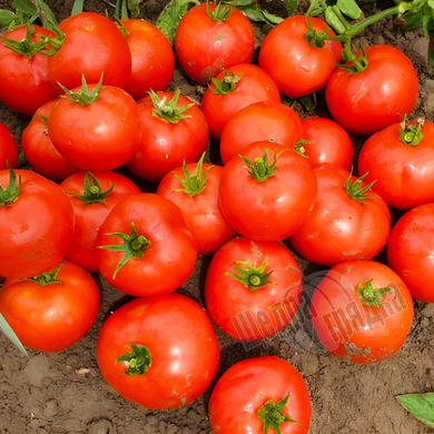 Насіння томату (помідора) Бехрам F1, 10 шт