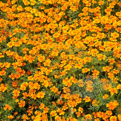 Насіння квітів чорнобривців Оріндж Джем, 0,1 г