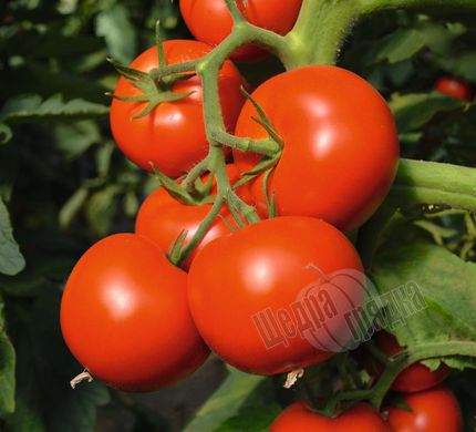 Семена томата (помидора) Тойво F1, 250 шт