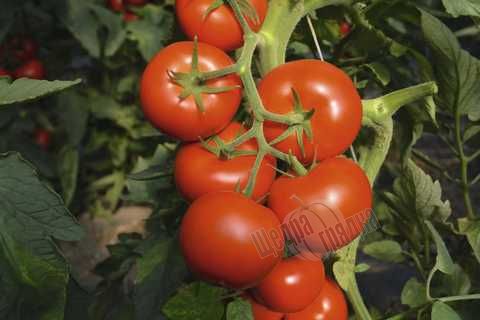 Насіння томату (помідора) Тойво F1, 250 шт