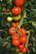 Насіння томату (помідора) Тойво F1
