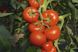 Насіння томату (помідора) Тойво F1, 250 шт